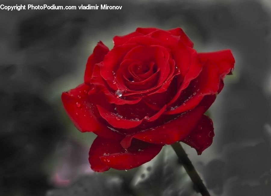 Blossom, Flower, Plant, Rose, Flora, Carnation, Flower Arrangement