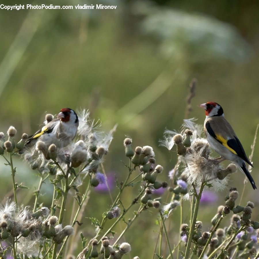 Bird, Finch, Blossom, Flora, Flower, Plant, Field