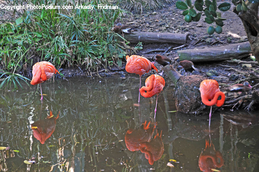 Bird, Flamingo, Flock, Carp, Fish, Koi, Sea Life