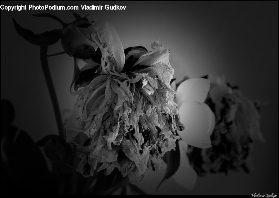 Blossom, Flower, Peony, Plant, Silhouette, Rose, Flora