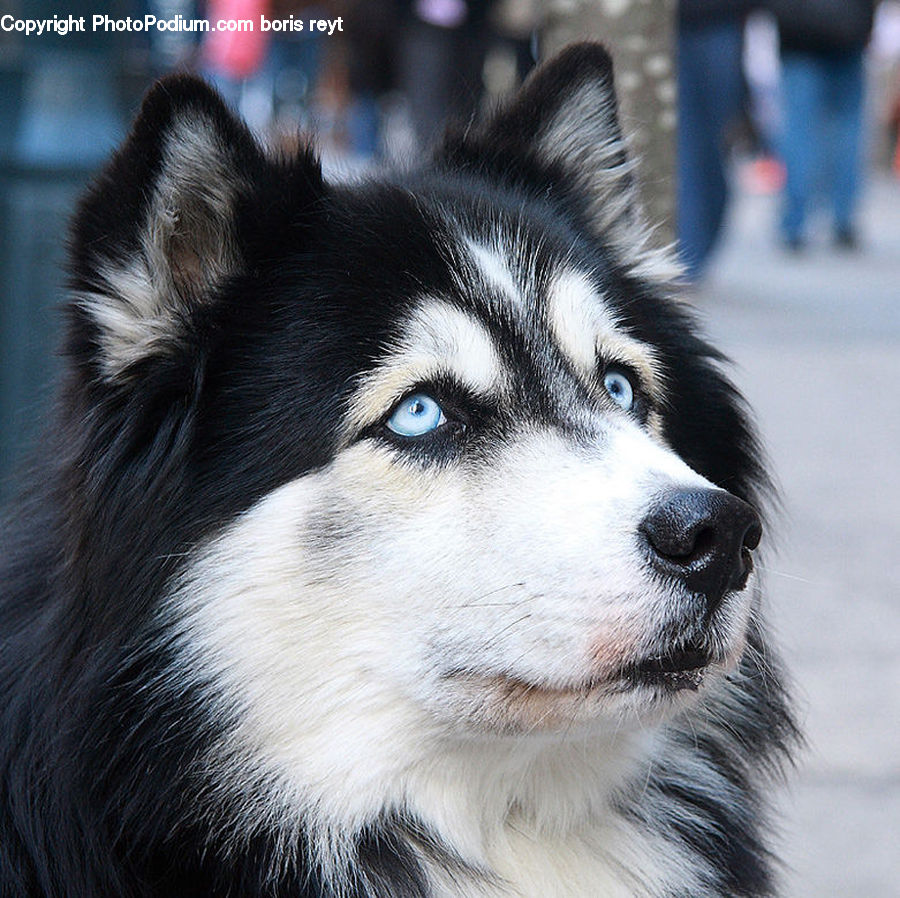 Animal, Canine, Dog, Husky, Mammal, Pet