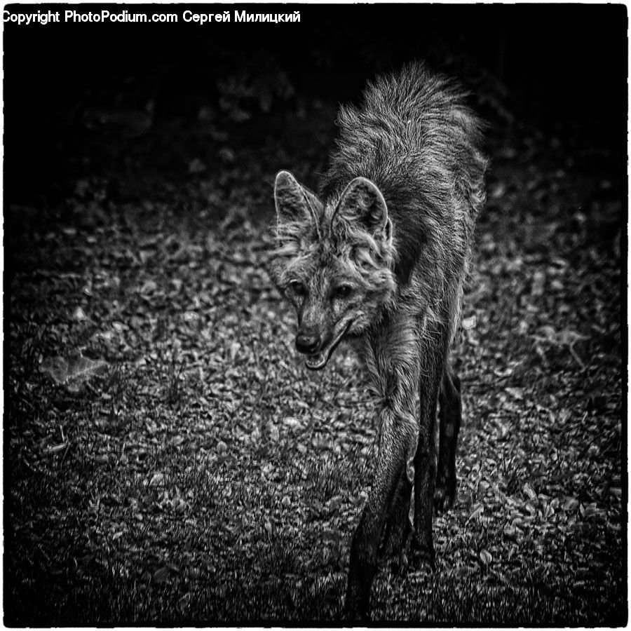 Animal, Canine, Dog, Mammal, Pet, Terrier