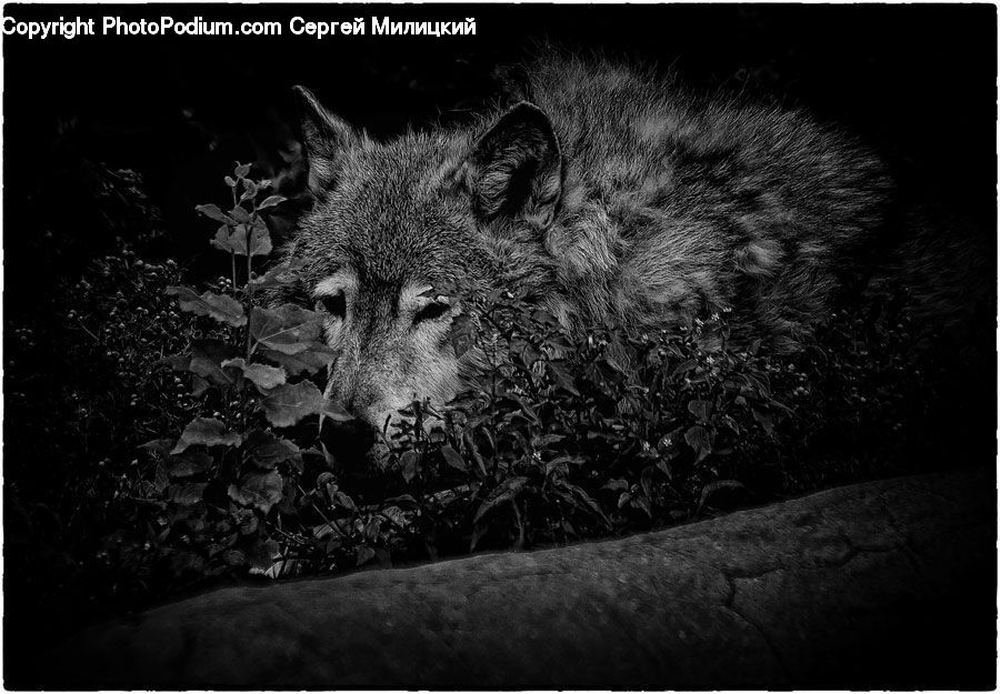 Animal, Canine, Mammal, Wolf, Coyote, Grey Fox, Red Wolf