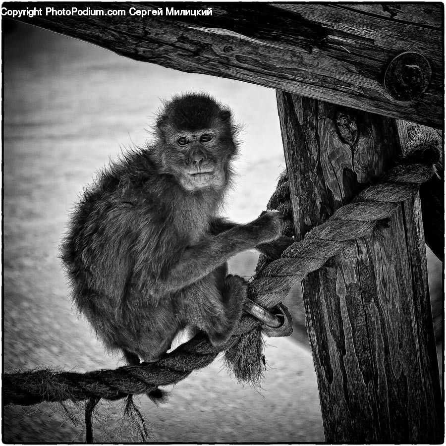 Wood, Animal, Ape, Mammal, Monkey, Baboon, Zoo