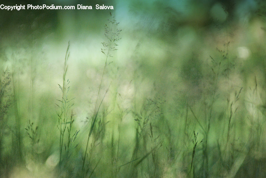 Field, Grass, Grassland, Plant, Vegetation