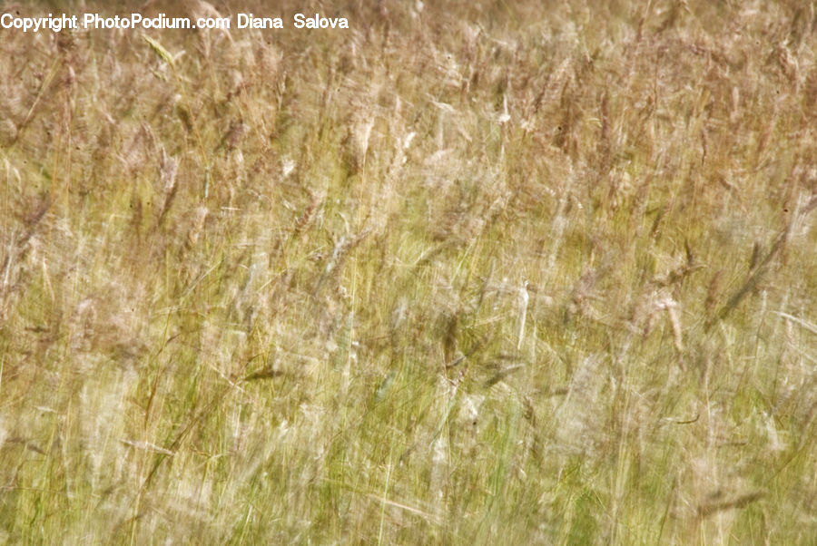 Field, Grass, Grassland, Plant, Grain, Wheat