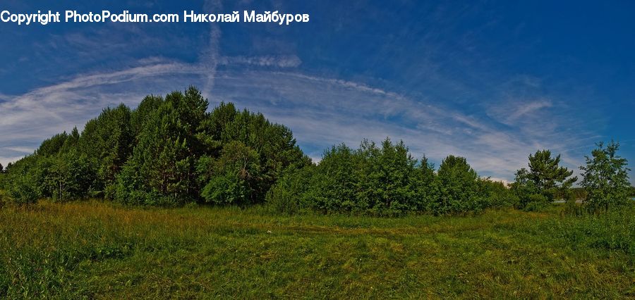 Field, Grass, Grassland, Land, Outdoors, Conifer, Plant