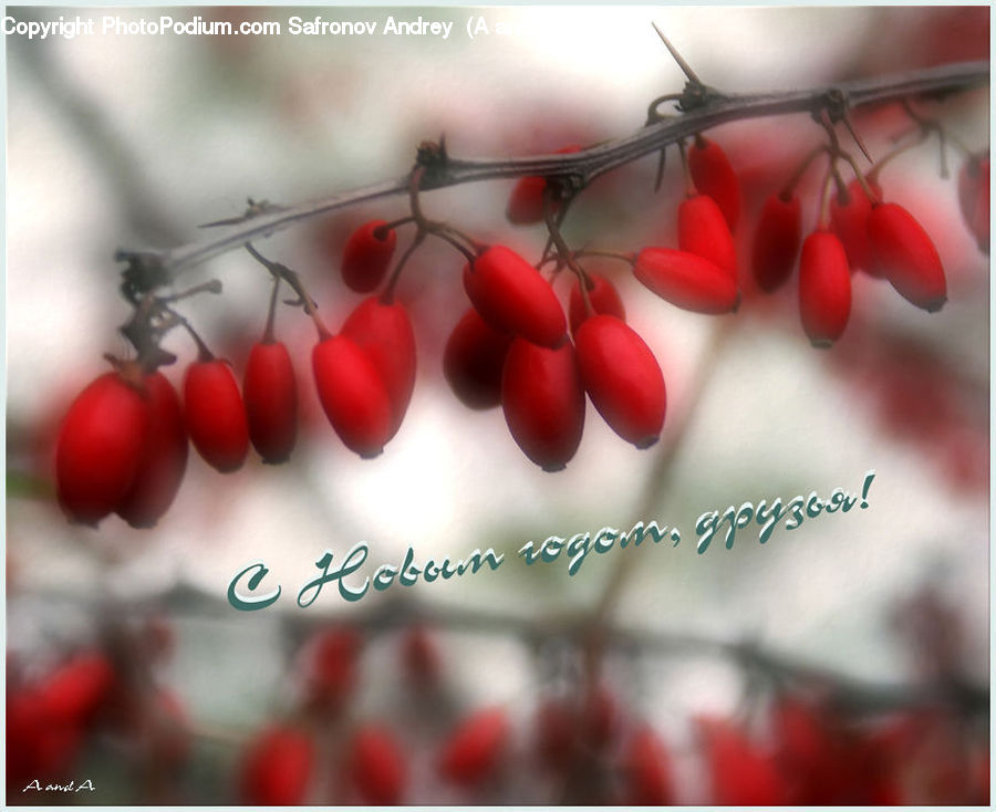 Cherry, Fruit, Blossom, Flora, Flower, Petal, Plant