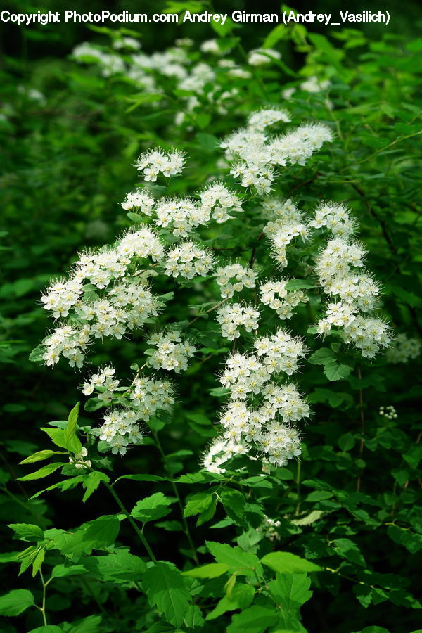 Blossom, Flora, Flower, Plant, Bush, Vegetation, Herbal