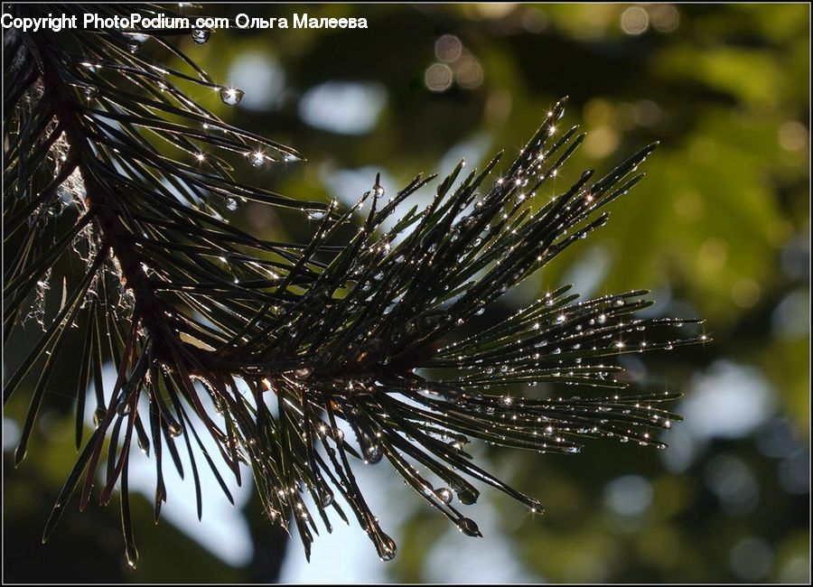 Conifer, Fir, Plant, Tree, Arecaceae, Palm Tree, Blossom