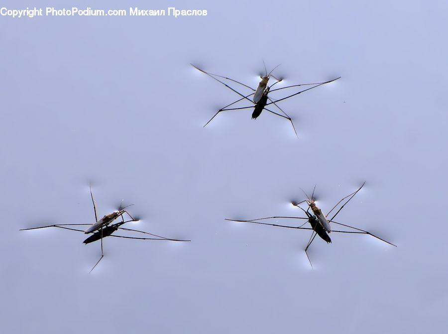 Insect, Invertebrate, Mosquito, Flying, Cricket Insect, Grasshopper, Bird