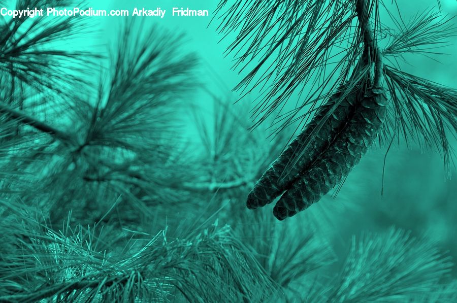 Conifer, Fir, Plant, Tree, Pine, Spruce, Field
