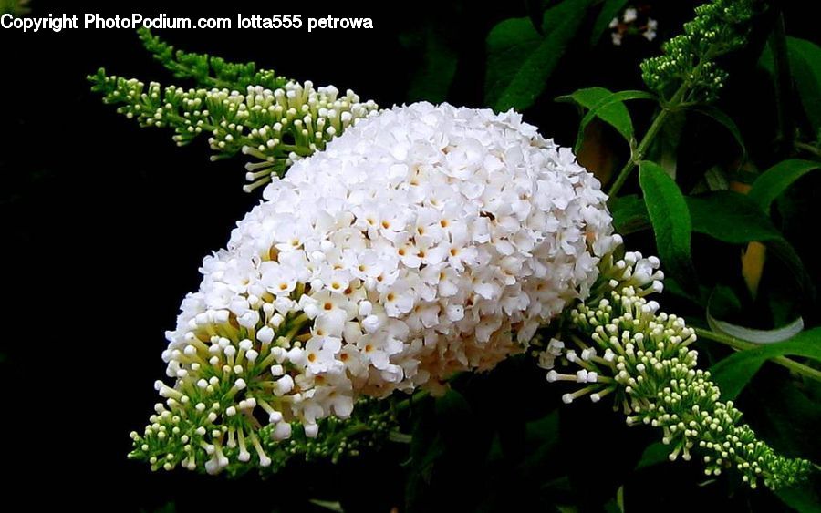 Blossom, Flora, Flower, Plant, Apiaceae, Bush, Vegetation