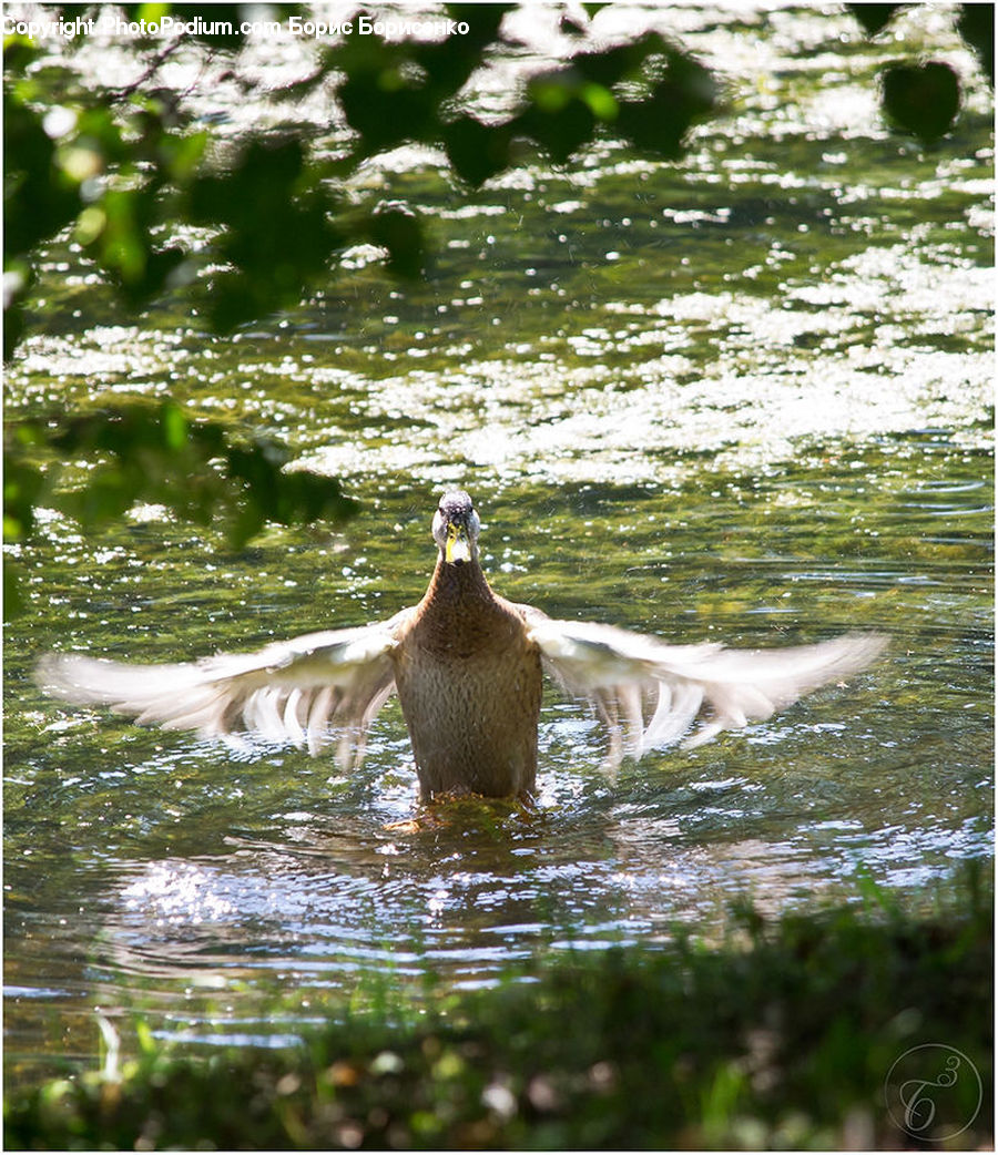 Bird, Duck, Teal, Waterfowl, Goose, Outdoors, Pond