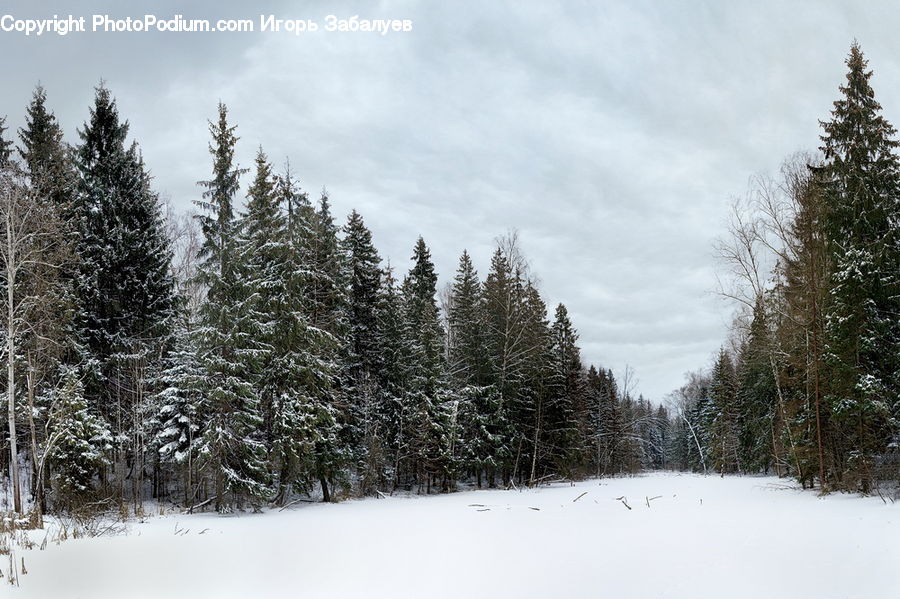 Conifer, Fir, Spruce, Wood, Plant, Tree, Forest