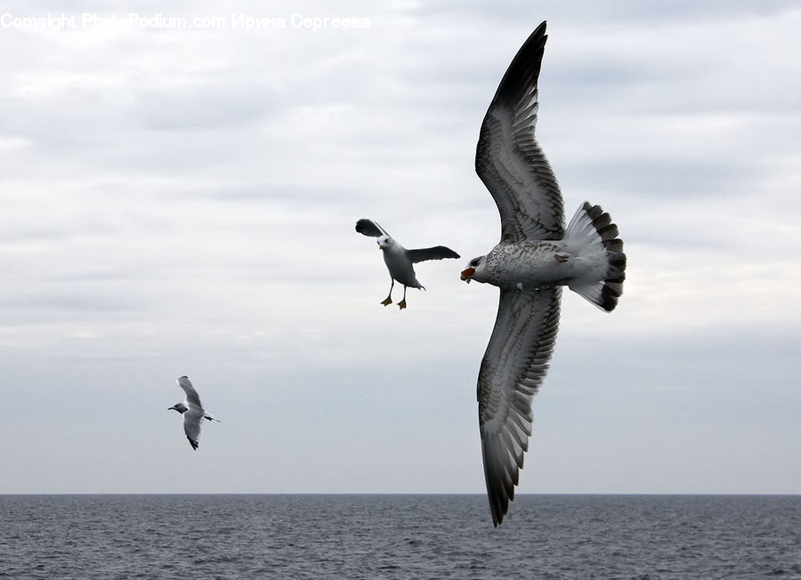 Bird, Seagull, Booby