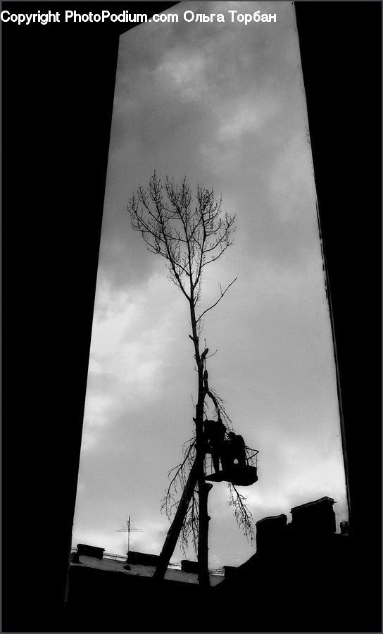 Antenna, Silhouette, Plant, Tree