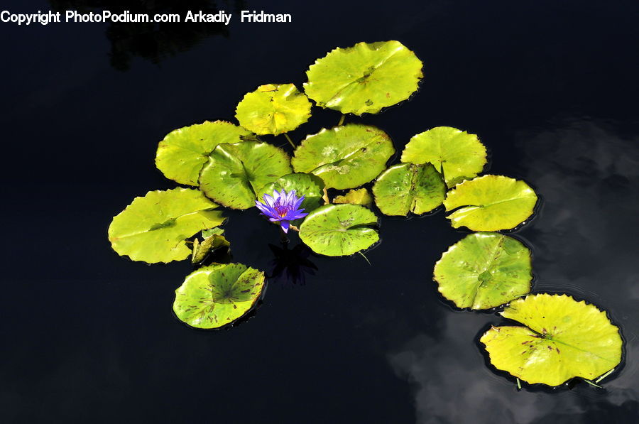 Blossom, Flora, Flower, Geranium, Plant, Lily, Pond Lily