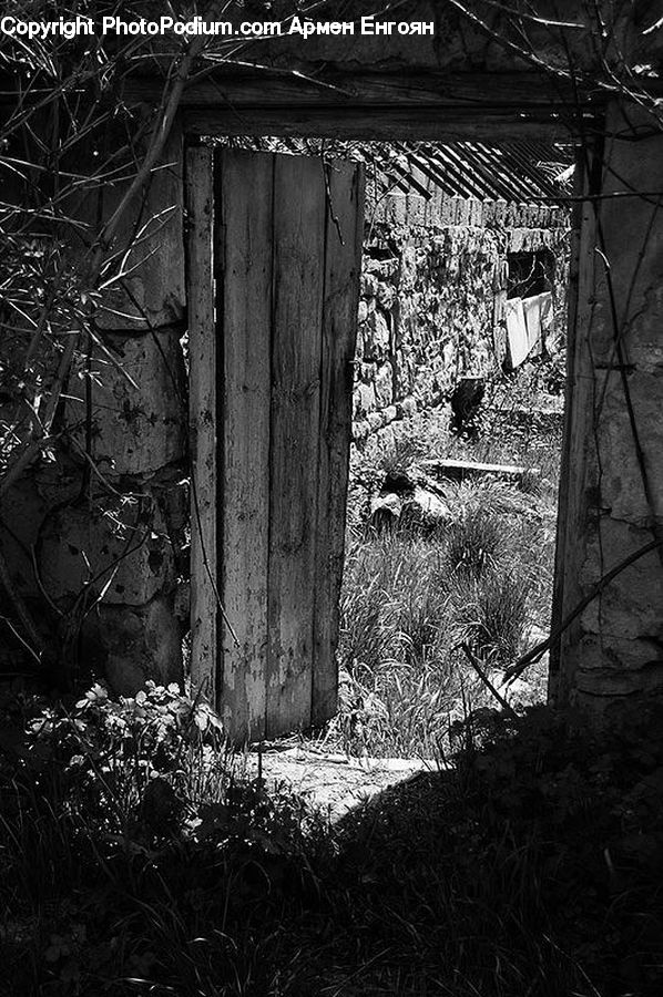 Ivy, Plant, Vine, Tomb, Cabin, Hut, Rural