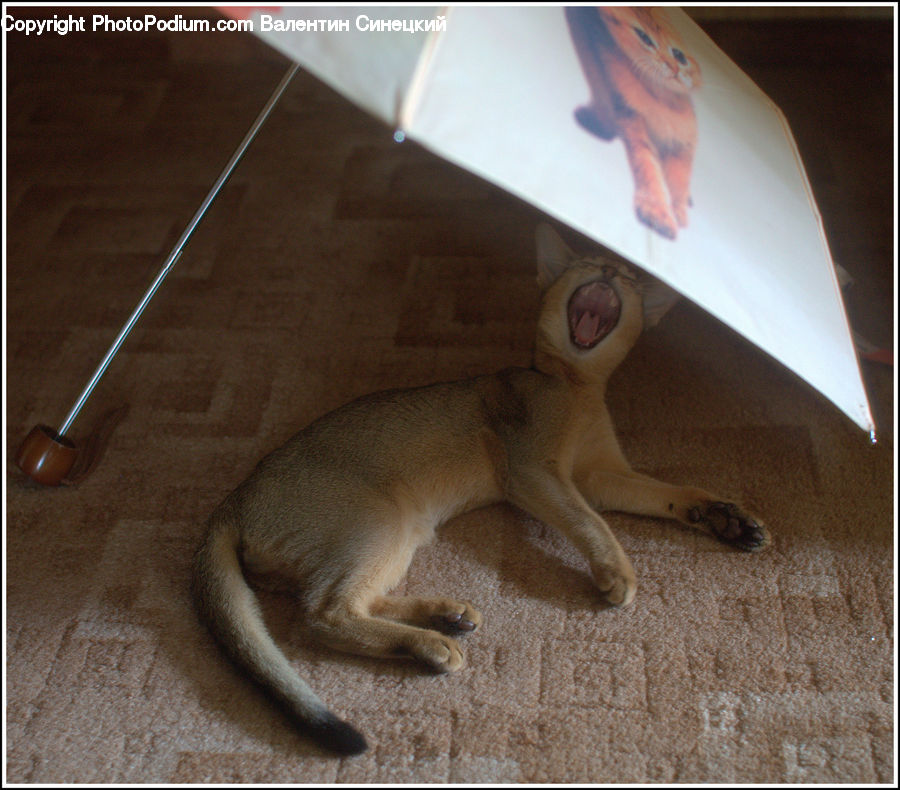 Abyssinian, Animal, Cat, Mammal, Pet