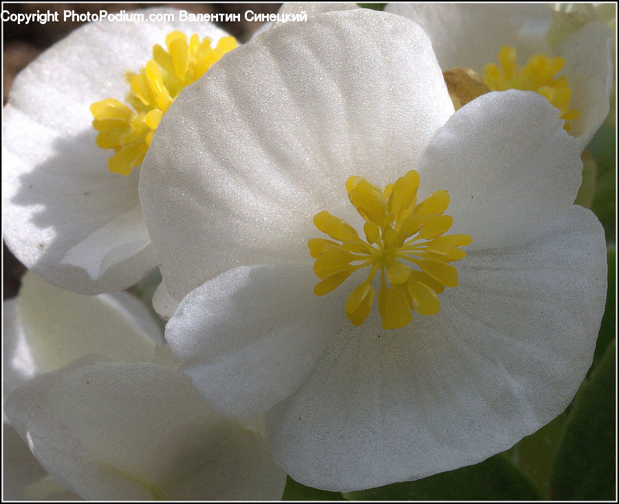Blossom, Flora, Flower, Plant, Petal, Crocus, Cosmos