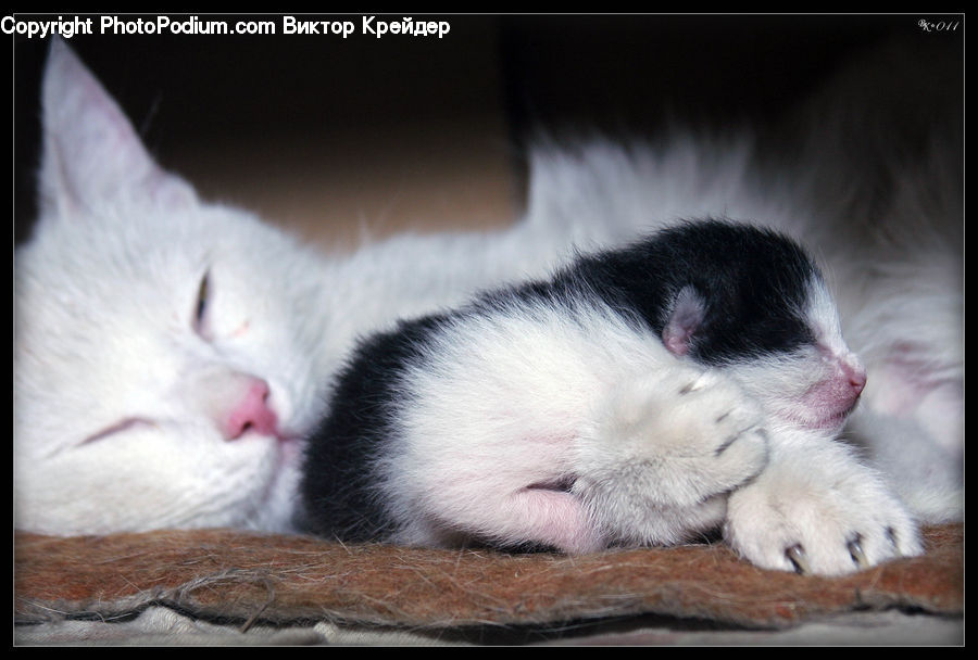 Animal, Cat, Kitten, Mammal, Pet, Siamese, Manx