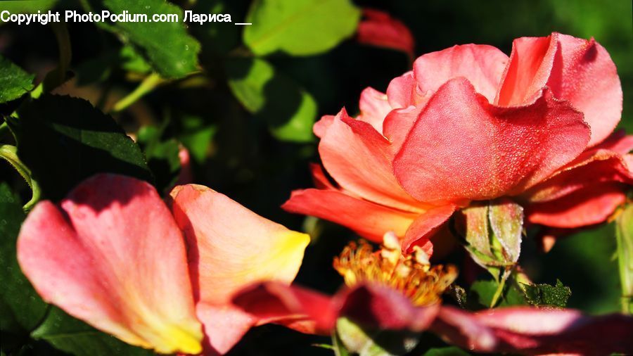 Blossom, Flora, Flower, Plant, Potted Plant, Fruit, Geranium