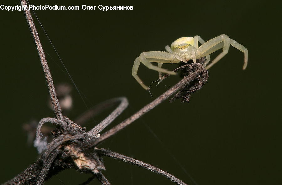 Arachnid, Garden Spider, Insect, Invertebrate, Spider, Mosquito, Argiope