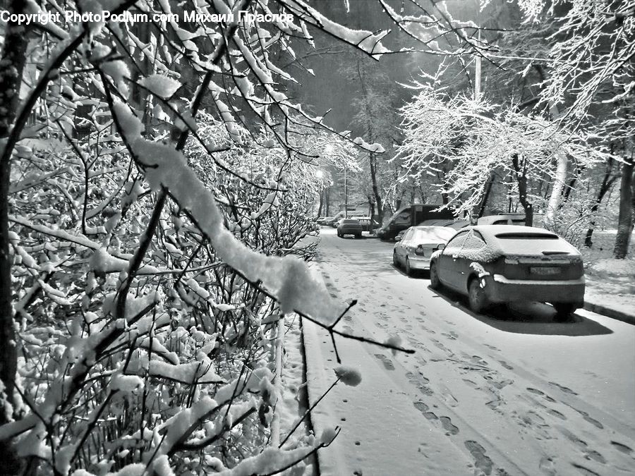 Ice, Outdoors, Snow, Plant, Tree, Forest, Vegetation