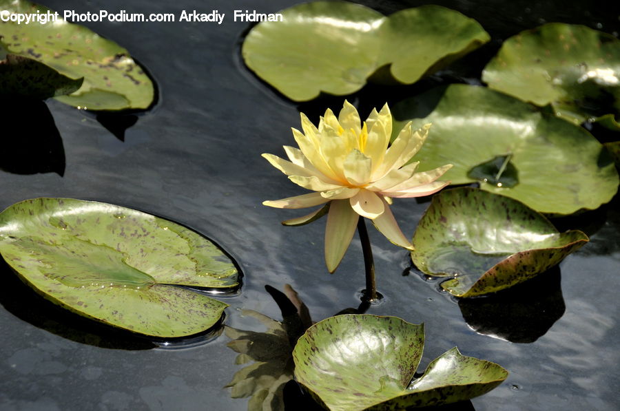 Flower, Lily, Plant, Pond Lily, Rock, Coast, Island