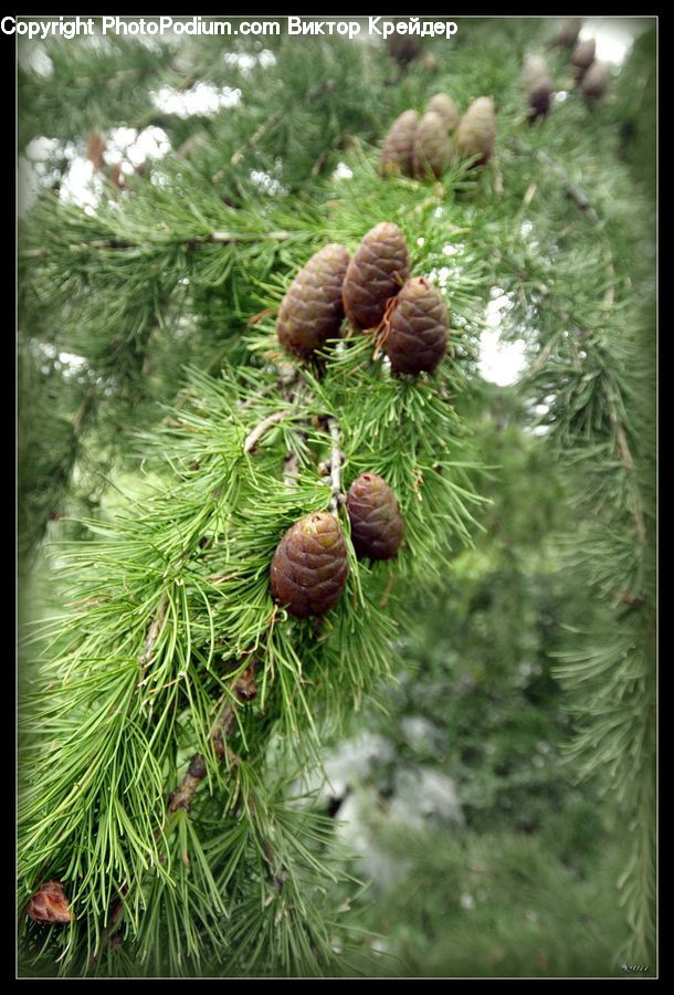 Conifer, Fir, Plant, Tree, Larch, Wood, Pine