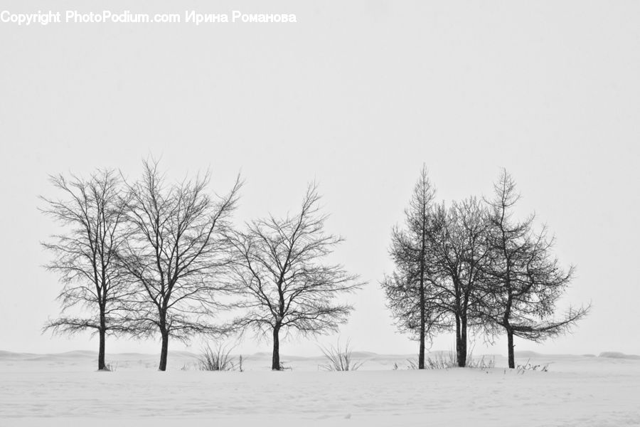 Ice, Outdoors, Snow, Plant, Tree, Countryside, Forest