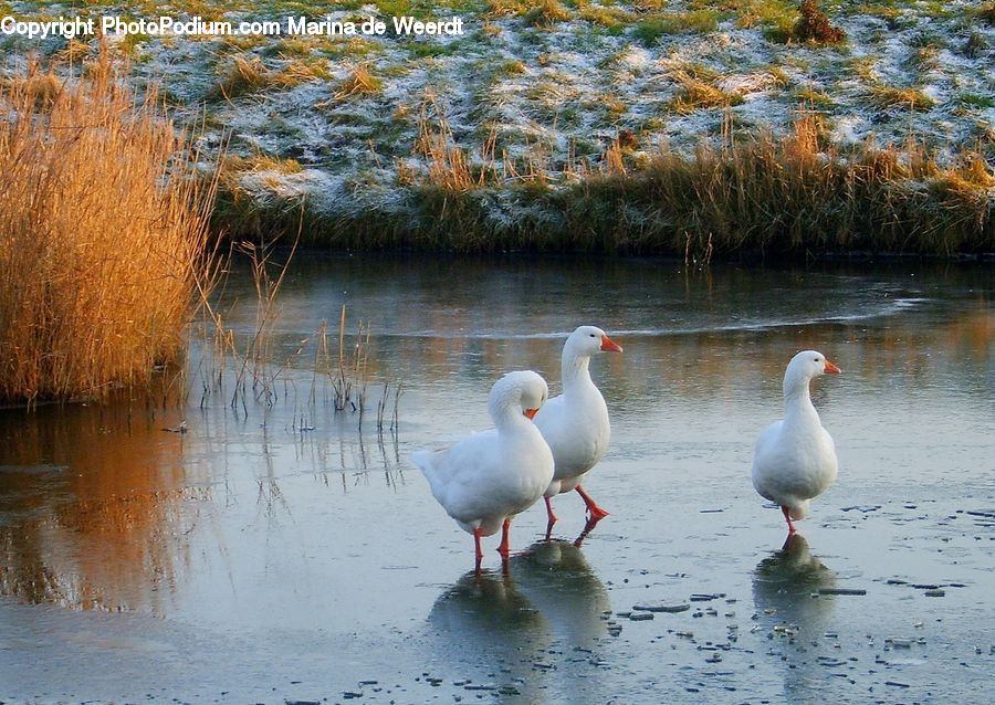 Bird, Goose, Waterfowl, Beak, Seagull, Water, Field