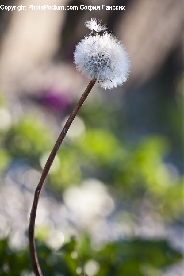 Dandelion, Flower, Plant, Blossom, Flora, Daisies, Daisy
