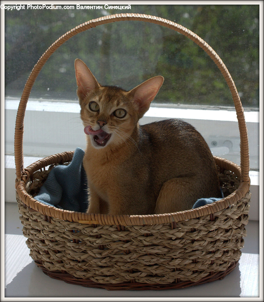 Abyssinian, Animal, Cat, Mammal, Pet, Basket
