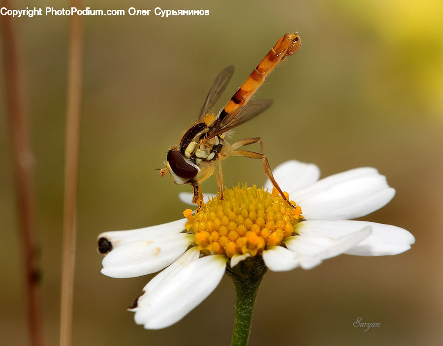 Bee, Hornet, Insect, Invertebrate, Wasp, Daisies, Daisy