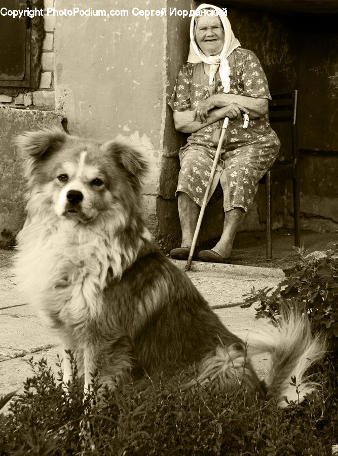 People, Person, Human, Plant, Potted Plant, Animal, Canine