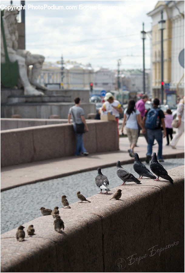 Bird, Pigeon, People, Person, Human, Boat, Watercraft