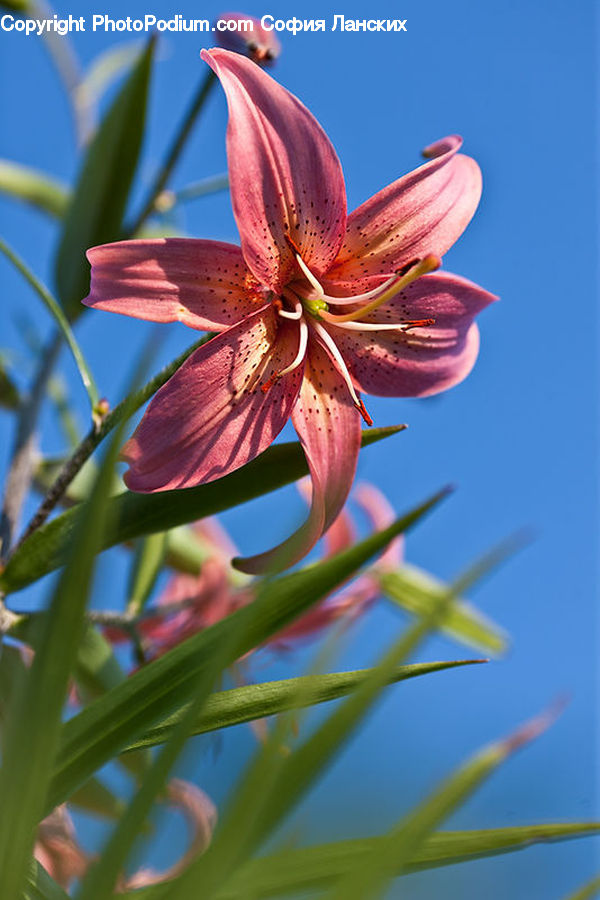 Blossom, Flora, Flower, Geranium, Plant, Gladiolus, Lily