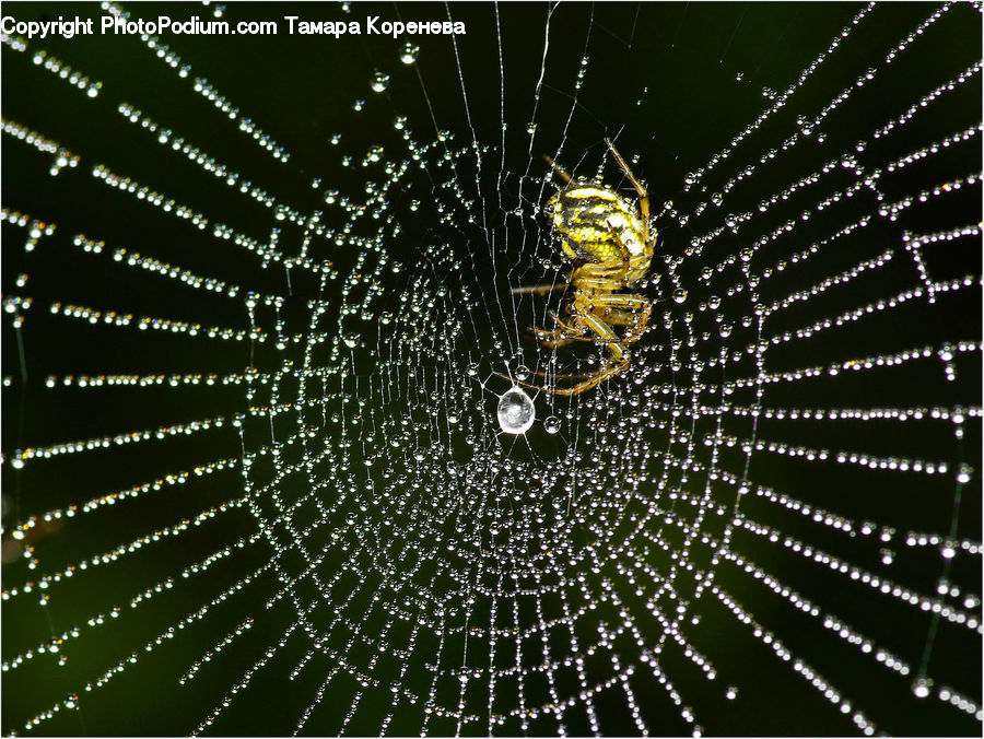 Arachnid, Garden Spider, Insect, Invertebrate, Spider