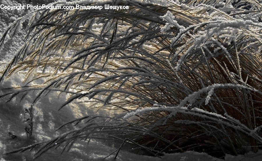 Bird Nest, Nest, Frost, Ice, Outdoors, Snow, Field