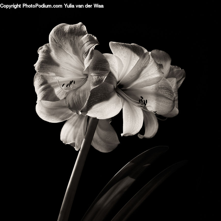 People, Person, Human, Amaryllis, Flower, Plant, Blossom