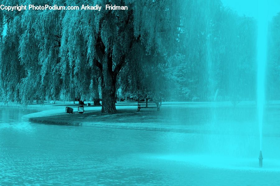 Fountain, Water, Plant, Tree, Willow, Conifer, Fir
