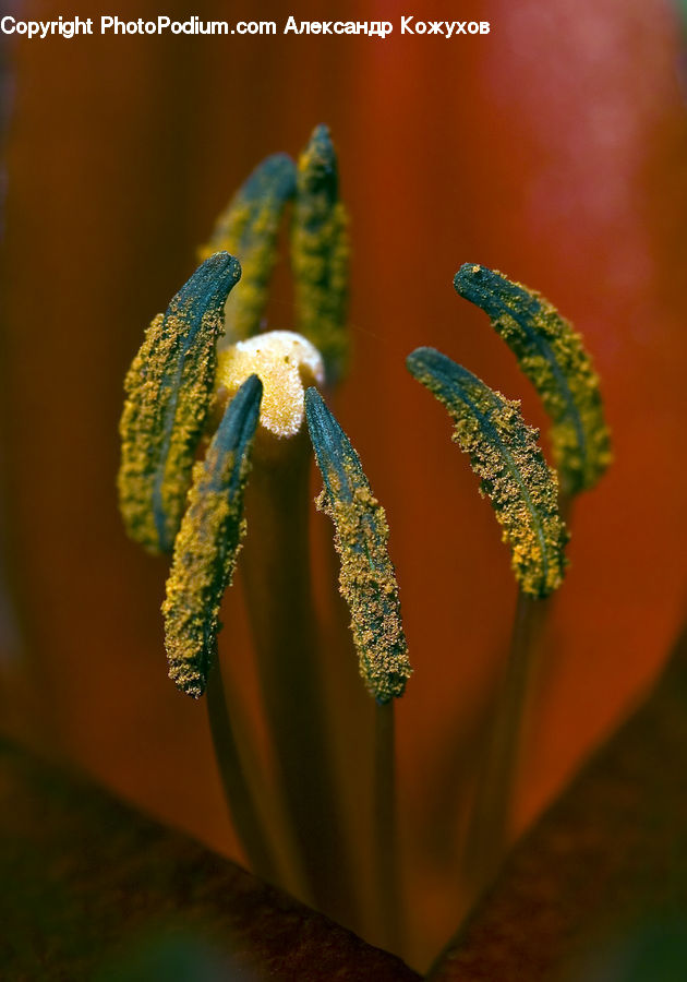 Plant, Weed, Dill, Conifer, Fir, Tree, Blossom