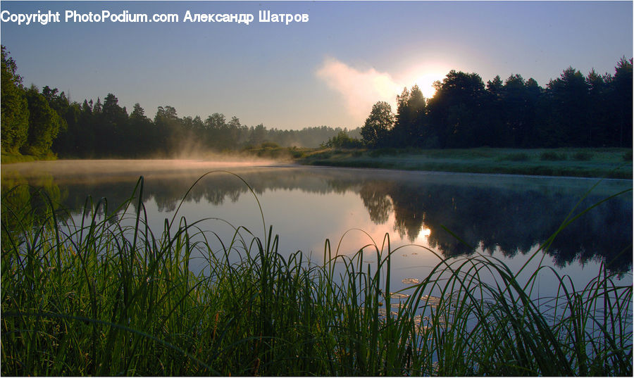 Field, Grass, Grassland, Plant, Reed, Lake, Outdoors