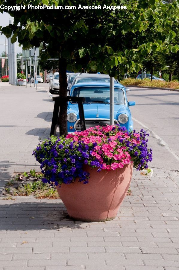 Plant, Potted Plant, Pot, Pottery, Automobile, Car, Vehicle