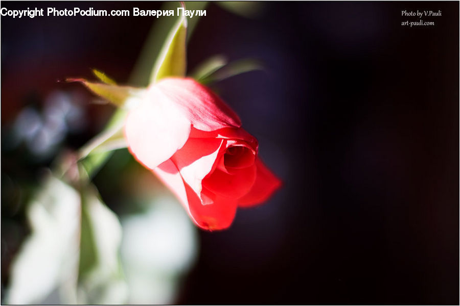 Flora, Flower, Gladiolus, Plant, Blossom, Geranium, Rose