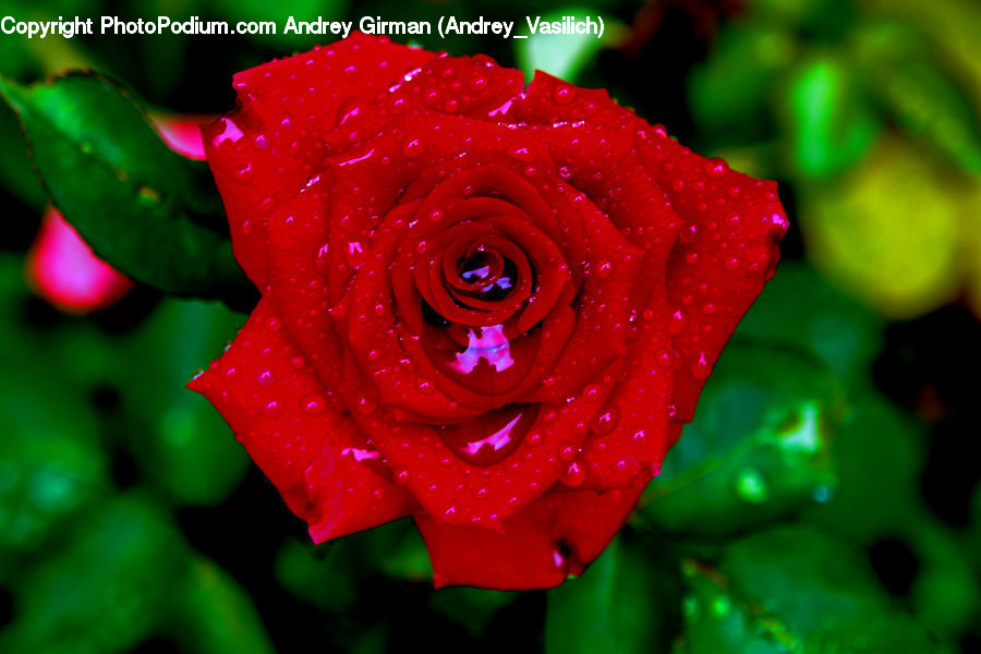 Blossom, Flower, Plant, Rose, Flora, Flower Arrangement, Flower Bouquet