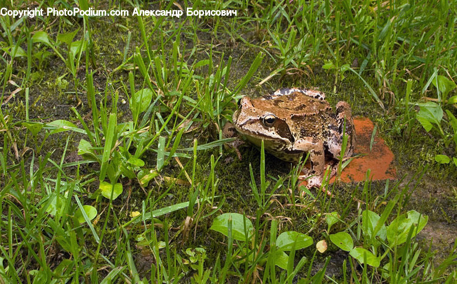 Amphibian, Toad, Wildlife, Frog, Tree Frog, Soil, Blossom