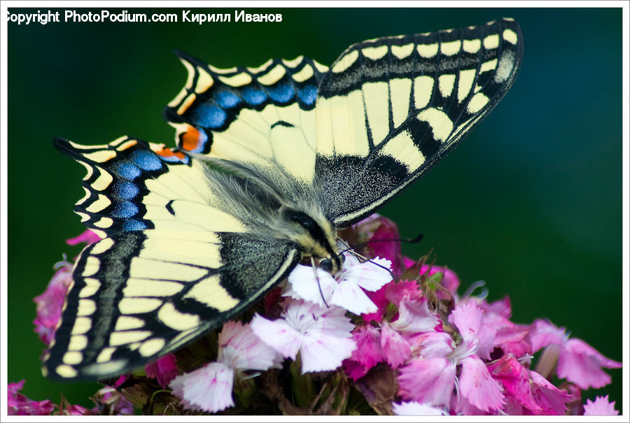 Butterfly, Insect, Invertebrate, Blossom, Flora, Flower, Plant